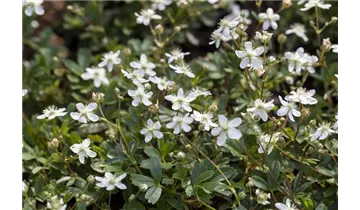 Gartenbaumschule Becker