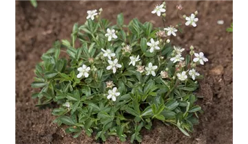 Gartenbaumschule Becker