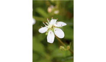 Gartenbaumschule Becker