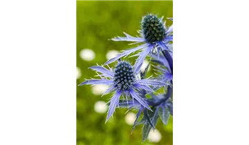 Gartenbaumschule Becker