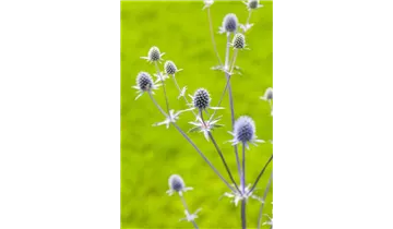 Gartenbaumschule Becker