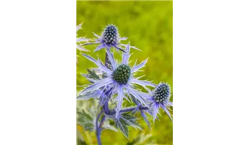 Gartenbaumschule Becker