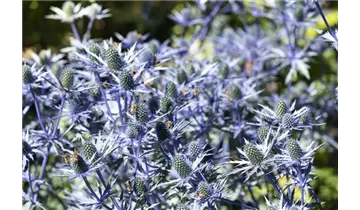 Gartenbaumschule Becker