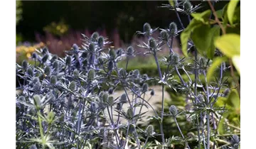 Gartenbaumschule Becker