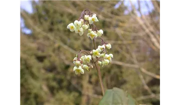 Gartenbaumschule Becker