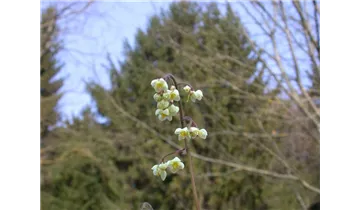 Gartenbaumschule Becker