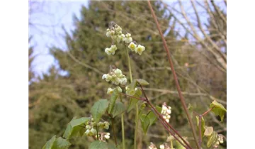 Gartenbaumschule Becker