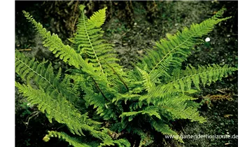 Gartenbaumschule Becker