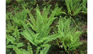 Gartenbaumschule Becker