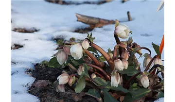 Gartenbaumschule Becker