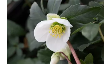 Gartenbaumschule Becker