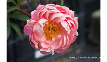 Gartenbaumschule Becker