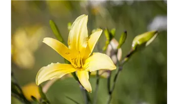 Gartenbaumschule Becker