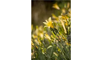 Gartenbaumschule Becker