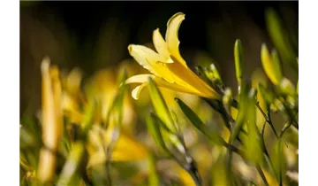 Gartenbaumschule Becker
