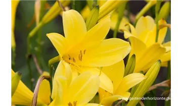 Gartenbaumschule Becker