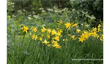 Gartenbaumschule Becker
