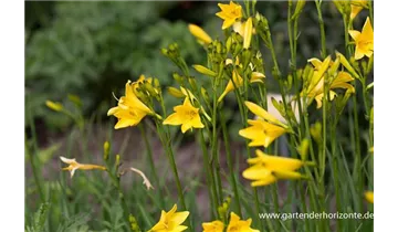 Gartenbaumschule Becker
