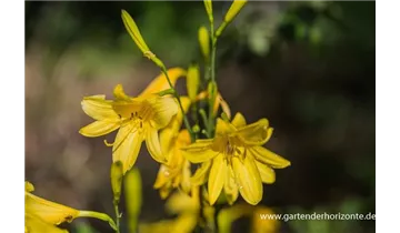 Gartenbaumschule Becker