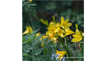 Gartenbaumschule Becker