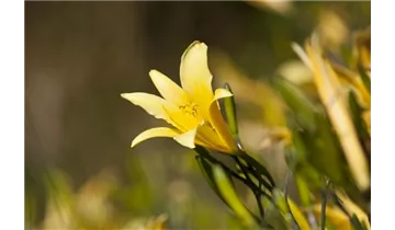 Gartenbaumschule Becker