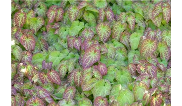 Gartenbaumschule Becker