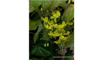 Gartenbaumschule Becker