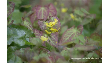 Gartenbaumschule Becker