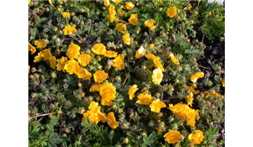 Gartenbaumschule Becker