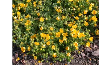 Gartenbaumschule Becker