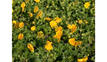 Gartenbaumschule Becker