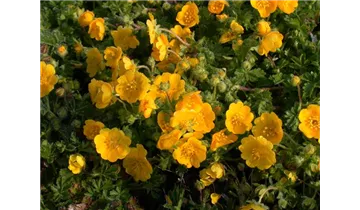 Gartenbaumschule Becker