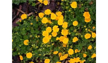 Gartenbaumschule Becker