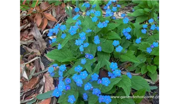 Gartenbaumschule Becker
