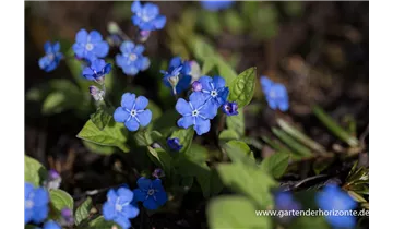 Gartenbaumschule Becker