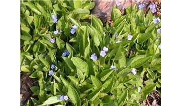 Gartenbaumschule Becker