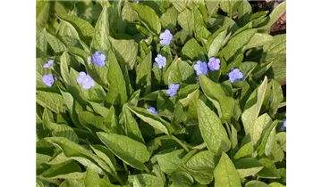 Gartenbaumschule Becker