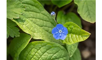 Gartenbaumschule Becker