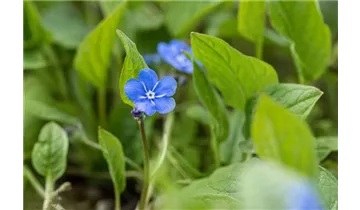 Gartenbaumschule Becker