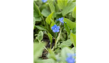 Gartenbaumschule Becker