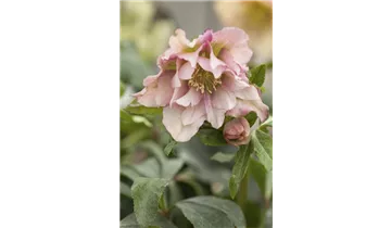 Gartenbaumschule Becker