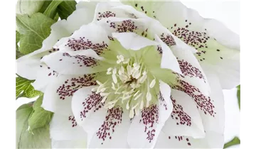 Gartenbaumschule Becker