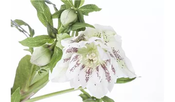 Gartenbaumschule Becker