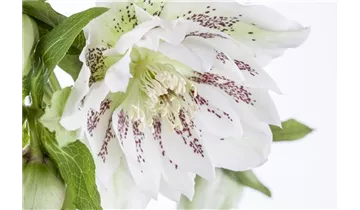 Gartenbaumschule Becker