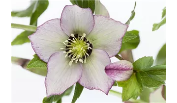 Gartenbaumschule Becker