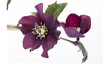 Gartenbaumschule Becker