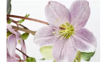 Gartenbaumschule Becker