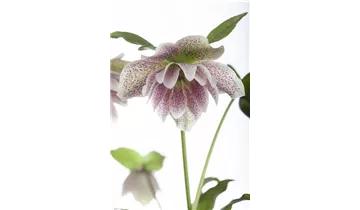 Gartenbaumschule Becker