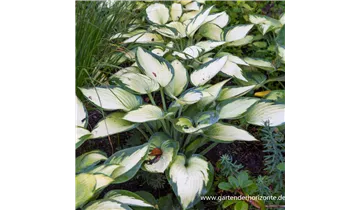 Gartenbaumschule Becker