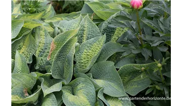 Gartenbaumschule Becker